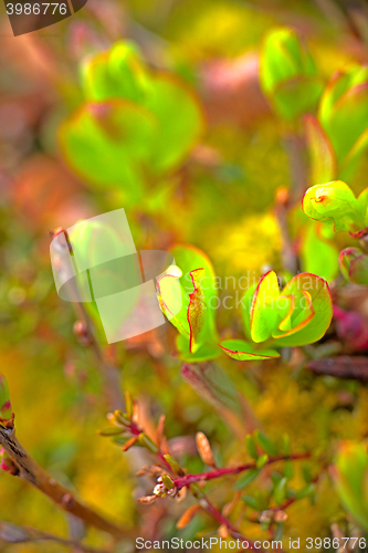 Image of spring foliage on birch trees polar macro