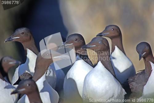 Image of Brunnich\'s guillemots