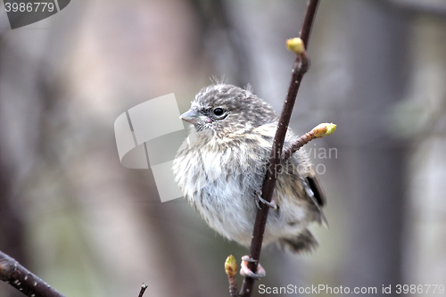 Image of Red poll fledgling has left the nest in early spring