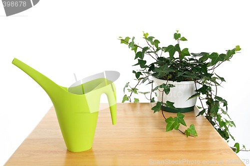 Image of Green watering can and ivy in pot