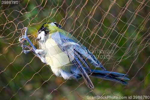 Image of Scientific studies of bird migration 1. Ornithologists catch birds for ringing using special mist nets 