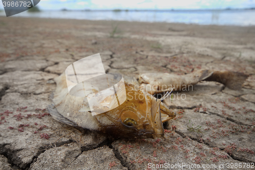 Image of dead fish drought lake  heat