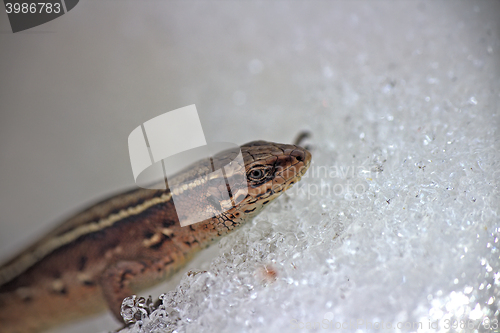 Image of Call of spring. Pregnant lizard wakes up and crosses snowy surface