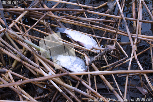 Image of Fish kills on the reservoir 1. Fish gasping