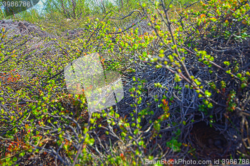 Image of Mountain forest tundra. Look through dwarf trees in North taiga. 