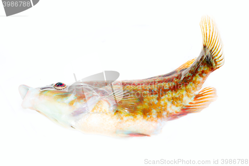 Image of Colorful fish breathes under water rotates fins and eyes