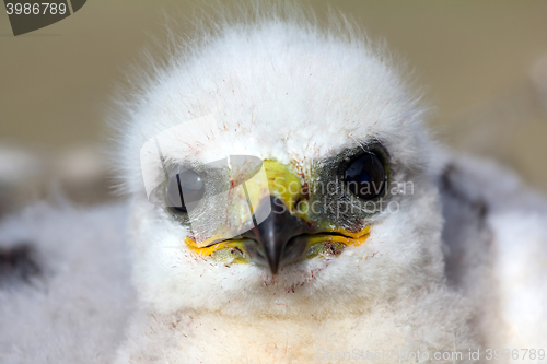 Image of Rough-legged Buzzard chick. Novaya Zemlya Archipelago. Arctic