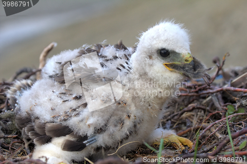 Image of white fluffy nestling birds of prey