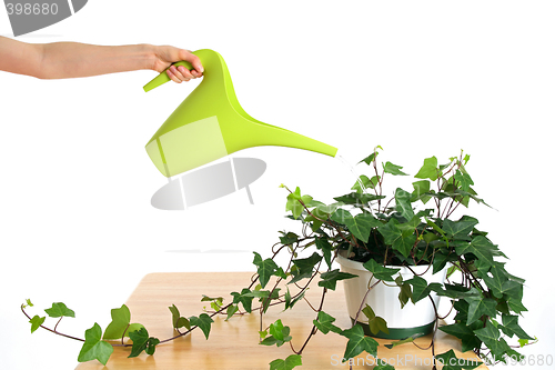 Image of Watering green ivy in pot