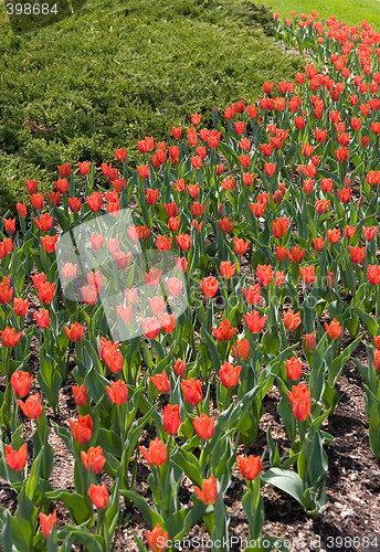 Image of Receding Tulips