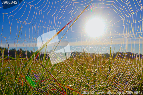 Image of dew on spider web