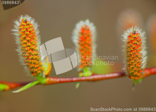 Image of spring blooming trees in the Arctic