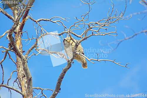 Image of owl on a tree in a mountain forest