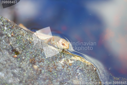 Image of Viviparous lizard swims