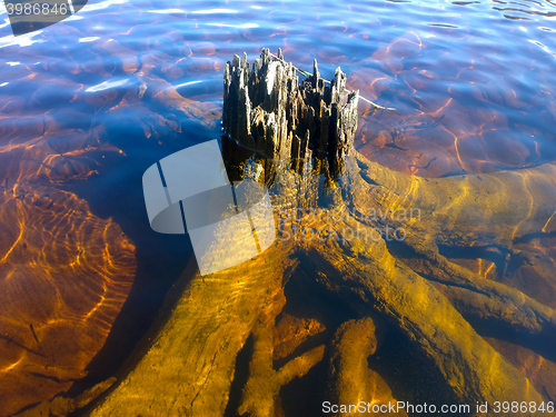 Image of Natural ikebana. Tree in water