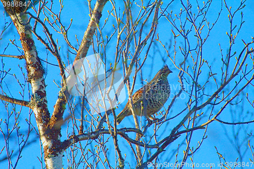 Image of Spring. Grouse feeding on birch buds and catkins