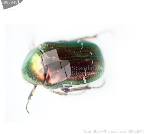 Image of Famous beetle. Gold bug crawling on white surface