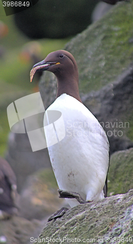 Image of The Guillemot sits in vertical position