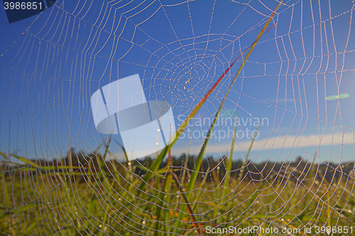 Image of dew on spider web