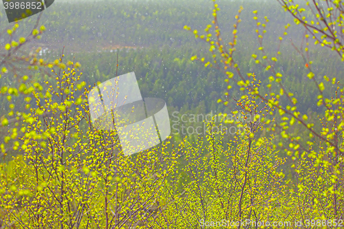 Image of Signs of spring. Young bright green leaves on branches and   warm sunshower 
