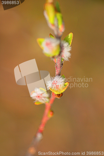 Image of spring blooming trees in the Arctic