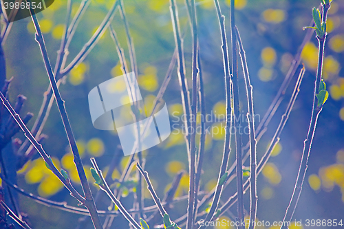 Image of spring blooming trees in the Arctic