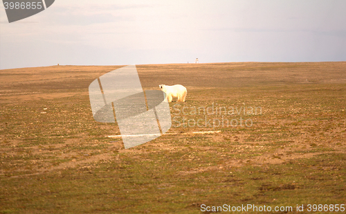 Image of Relevant today: in summer, polar bears remain on Islands and  search of food 