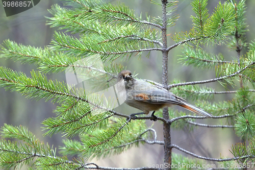 Image of Siberian jay is feeding 1. Taiga of Lapland. Scandinavia