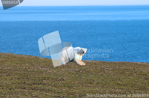 Image of Relevant today: in summer, polar bears remain on Islands and  search of food 