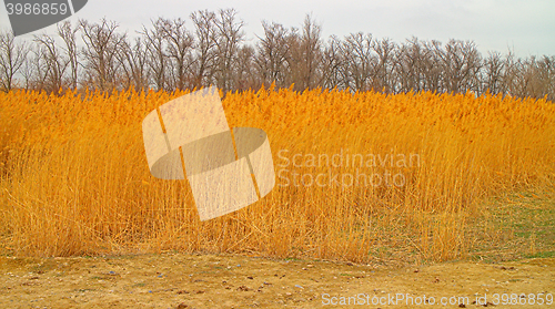 Image of Drought 2. Lake in steppe is completely dry, there is belt of reeds and forest