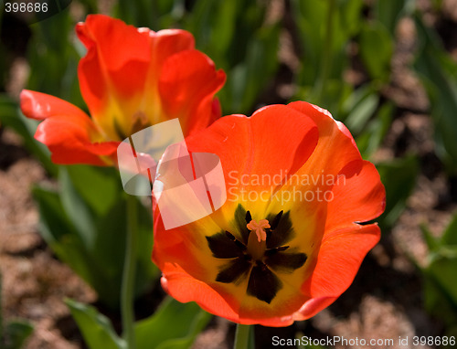 Image of Tulip Closeup