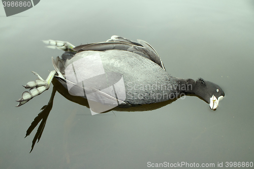 Image of Next reincarnation. Dead black bird with strange feet swinging in water
