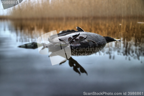 Image of Wheel of Samsara. Wind turns on water dead black bird