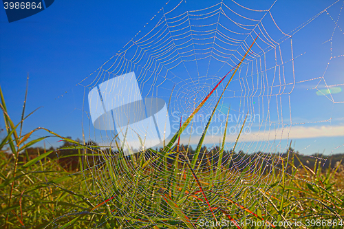 Image of dew on spider web