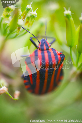 Image of Brightly colored bug Italian. Macro