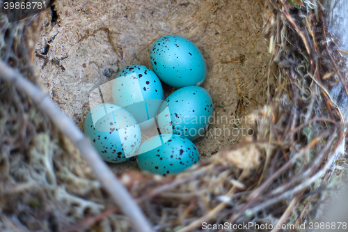 Image of Nest of song thrush Turdus philomelos with clutch of blue eggs