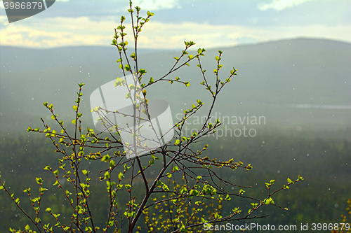Image of Signs of spring. Young bright green leaves on branches and   warm sunshower 