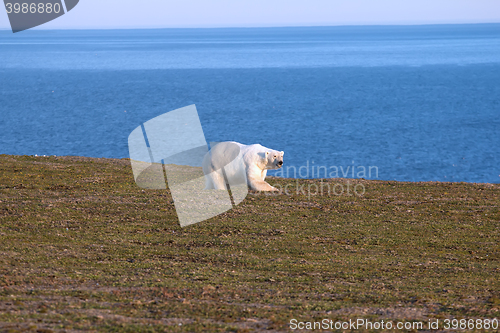 Image of Relevant today: in summer, polar bears remain on Islands and  search of food 