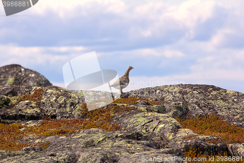 Image of Ptarmigan in mountain tundra of Norwegian fjelds (hills)