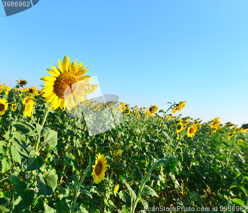 Image of sunflower field