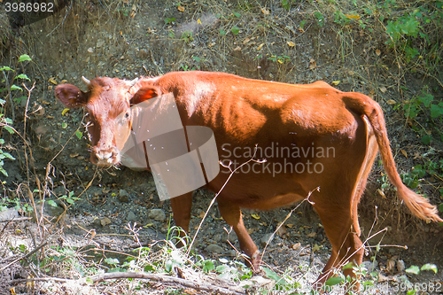 Image of Young cow graze in mountain forest