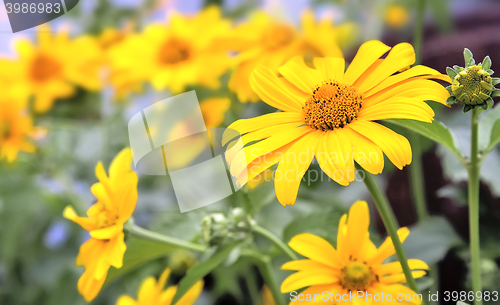 Image of Big beautiful flower with yellow petals.