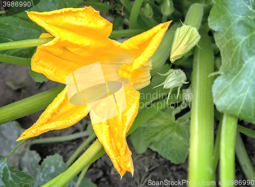 Image of Pumpkin flower among green leaves.