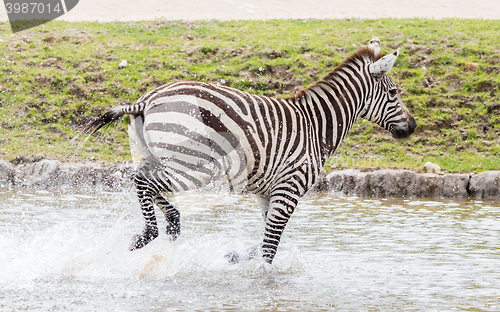 Image of Zebra running through water