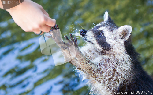 Image of Racoon begging for food