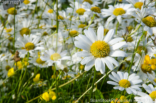 Image of One focused daisy