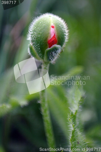 Image of Bud Poppy