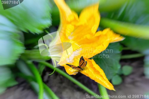 Image of On pumpkin flower, sits a butterfly.