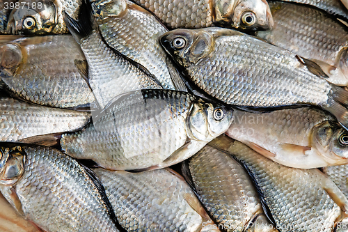 Image of Fish hooked in the river on a table surface.