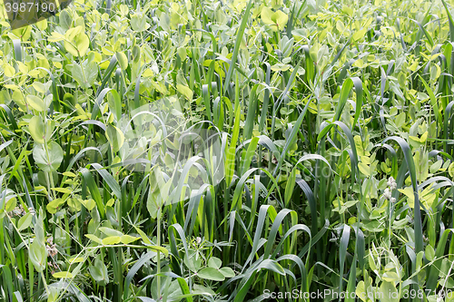 Image of Young shoots of oats , Lupin, peas.